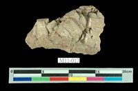 藏品(長石)的圖片